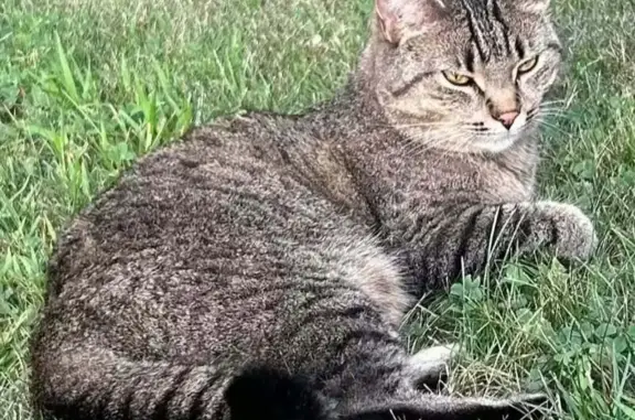 Lost female cat, Primrose Lane, 309, Flushing — grey tabby with green eyes - photo