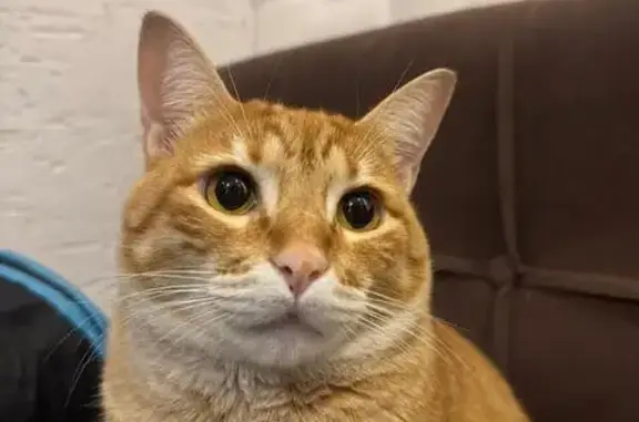 Gato perdido, Avenida Lúcio Bittencourt, 1410 — laranjinha e rajado - photo