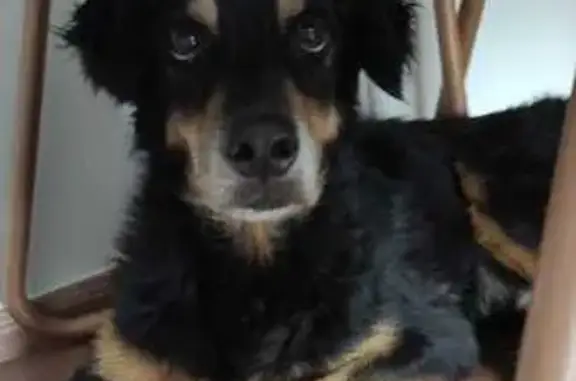 Encontrado cachorro, Rua Campo...