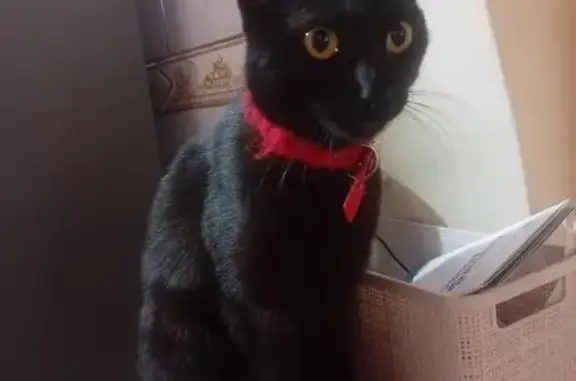 Luna tem pelo preto curto, com olhos amarelos. É uma gata fêmea adulta, mas pequena para idade. Estava usando coleira.