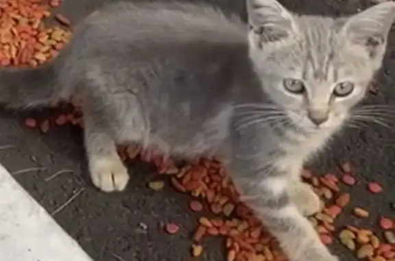 Lost cat, East 46th Street, Hialeah, Washington — gray, around 2 months old - photo