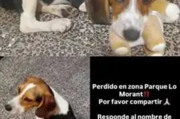Es Blanco, Marrón y Negro, tiene como una flecha de color blanca en la cabeza