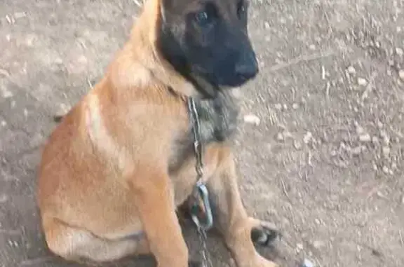 Perro perdido macho, C-230a, 1, Albatàrrec, Lleida — marrón, cara y pecho negros - photo