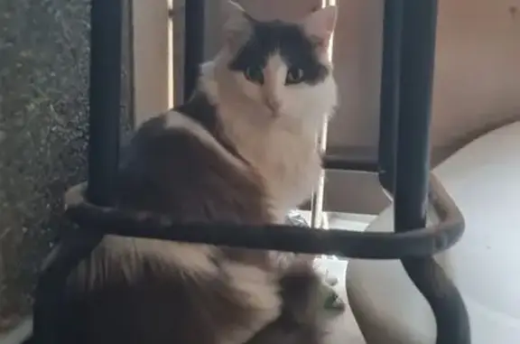 Gato encontrado, Calle Doctor Alfonso Chiscano Díaz, 16, Las Palmas de Gran Canaria — macho y gigante noruego - photo