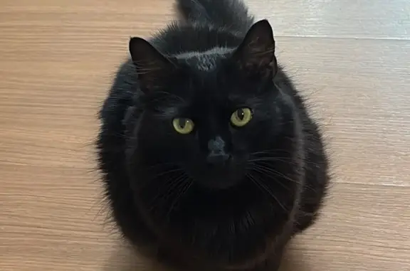 Gato perdido em Vespasiano, Minas Gerais — atende por Negão ou Papai - photo