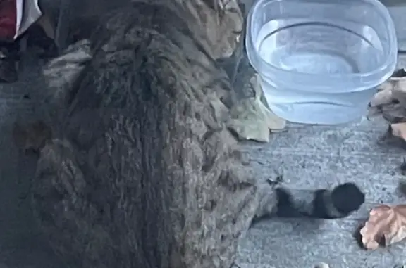 Found cat Arlington, photo: Found cat, Courtly Alcove, Woodbury, Arlington — gray-brown fur and striped tail
