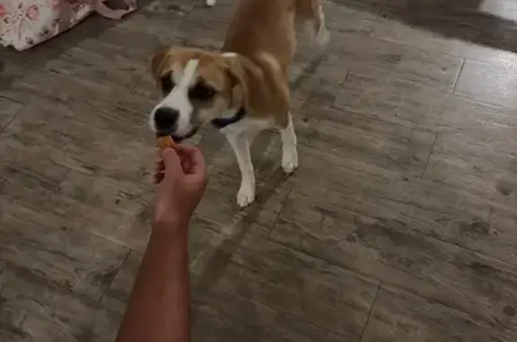 Lost dog, Lake Cypress Circle, 12014, Orlando — female, tan with white markings - photo