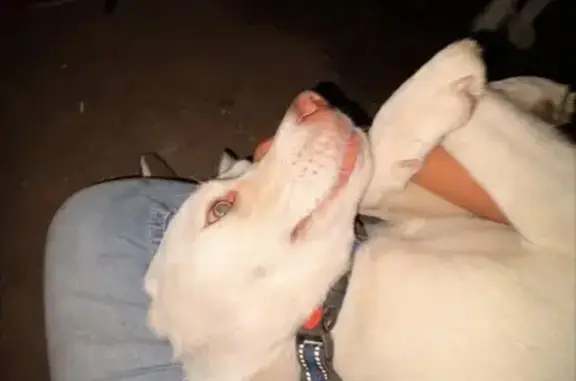 Missing dog Rocklin, photo: Lost dog, Bakersfield, California, Rocklin — all-white pregnant husky with orange-brown eyes