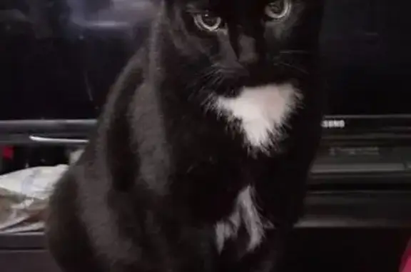 Lost cat, Brighton 7th Street, 3046, Manhattan — male with a white spot on his left front paw - photo