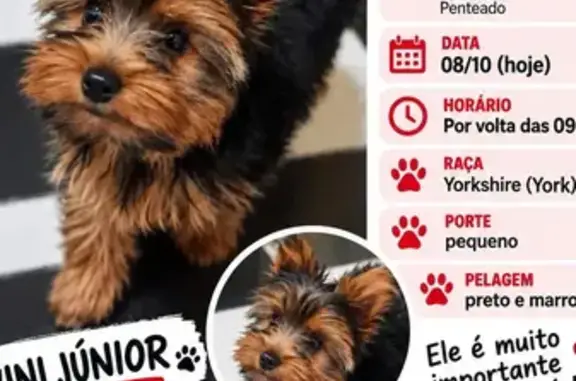 Cachorro perdido, Rua Manoel Antônio Fonseca, São Paulo — filhote macho de Yorkshire - photo