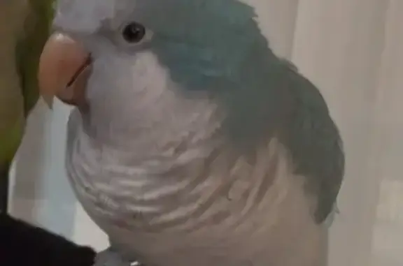 Lost bird, Southwest 85th Lane...