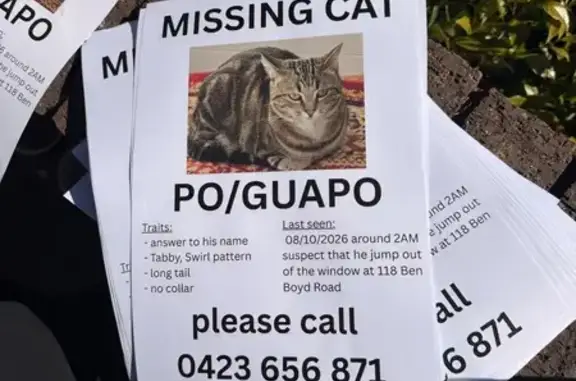 Missing cat Sydney, photo: Lost cat, Ben Boyd Road, 118, North Sydney, Sydney — large male tabby
