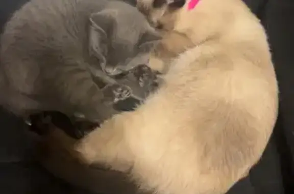 Missing cat Fargo, photo: Lost cat, Oak Street North, 403, Fargo — 3-month-old male with grey fur