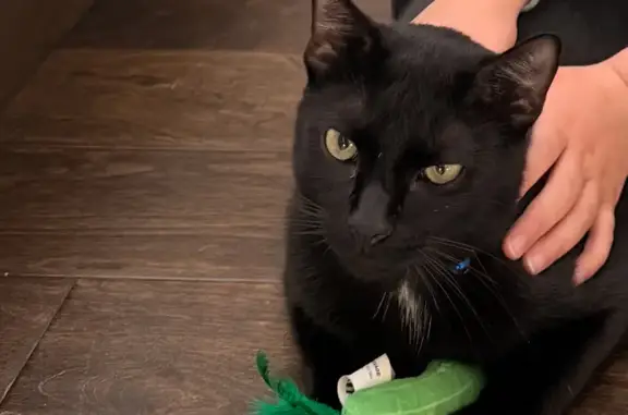 Missing cat Houston, photo: Lost cat, male, Terania Cliff Trace, 13315, Houston — answers to Spin