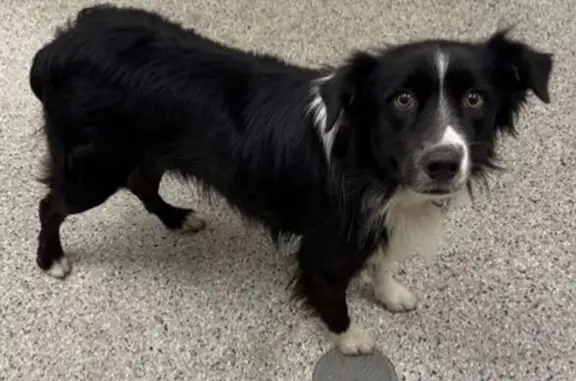 Lost pets Mission, photo: Lost dog, West 61st Street, 7221, Mission, Mission — male Border Collie with a green collar