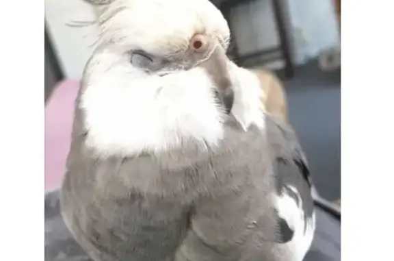 Lost bird, North Diversey Boul...