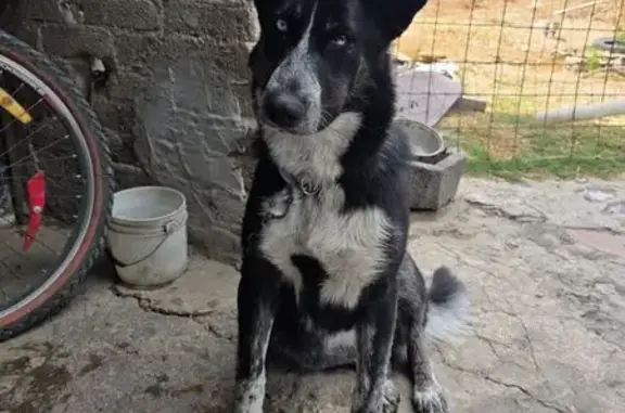 Animales perdidos Chicoloapan, foto: Perdido perro, Callejon al Monte, 37, Chicoloapan — grande, negro con manchas blancas