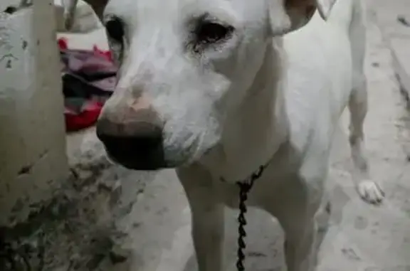 Animales perdidos Chicoloapan, foto: Perro perdido, Callejon al Monte, 37, Chicoloapan de Juárez, Chicoloapan — ojos miel y cola quebrada
