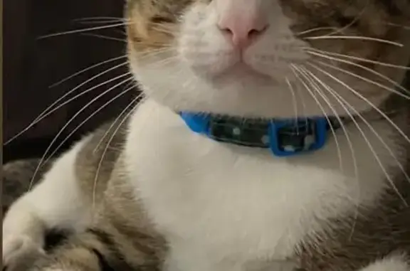 Gato perdido, macho, Violeta, 119, Veracruz — cola mocha y ojos verdes - photo