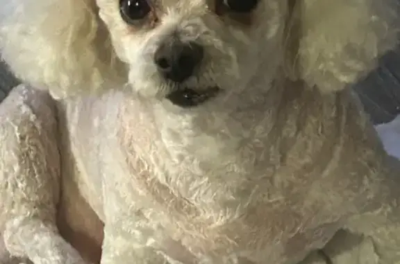 Lost dog, male, Sun City West — friendly white toy poodle - photo