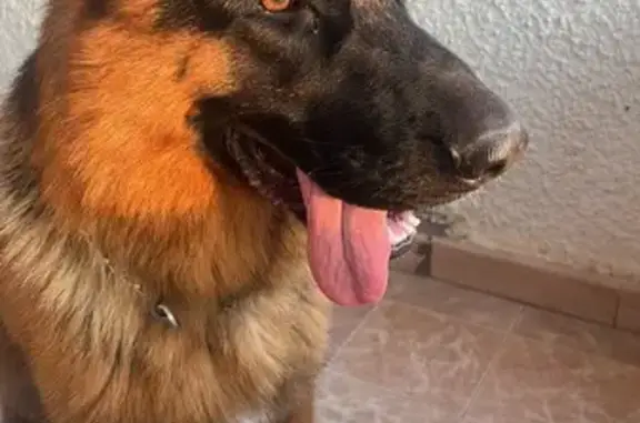 Perro perdido, macho, Calle Dragonera, El Campello — lleva un collar de cadena - photo