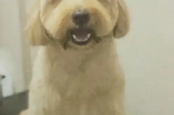 Light golden cream coat, floppy ears, dark eyes, black nose.