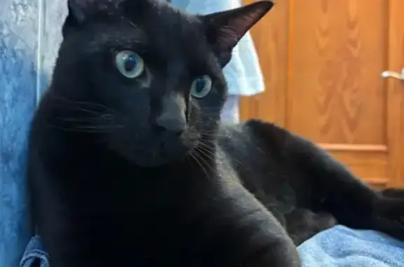 Gato perdido, barriada Bazán, San Fernando — muy cariñoso y con dos manchitas en la oreja derecha - photo