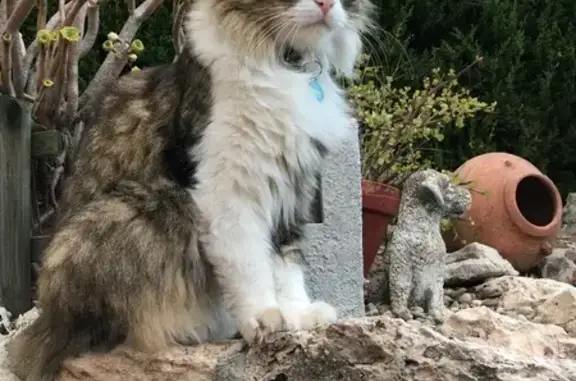 Gato perdido, Carrer Balears, 48, Vallirana, El Prat de Llobregat — pelo gris y patas blancas - photo
