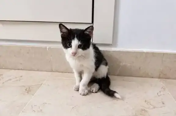 Gato encontrado San Javier, foto: Gato encontrado, macho, Avenida del Golf, San Javier — 1 mes y medio