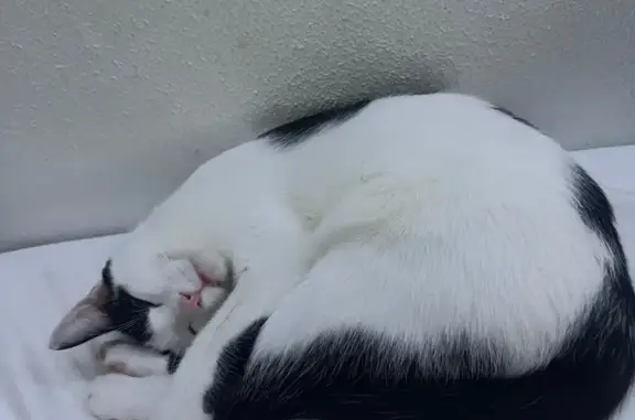 Gato perdido, hembra, Carrer de Quevedo, 9, Guadassuar, Algemesi — muy cariñosa - photo
