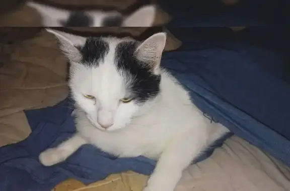 Missing cat Gqeberha, photo: Lost female cat, Dolly Street, 5, Kariega, Gqeberha — dermatitis and sore above right eye