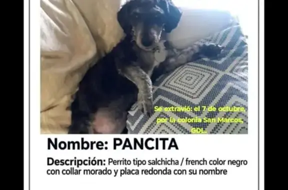 Perdido perro, Monte de La Luna, Guadalajara, Zapopan — hembra de talla mediana - photo