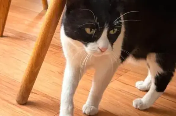 Lost cat, Hilltop Road, Caversham — 11-year-old female - photo
