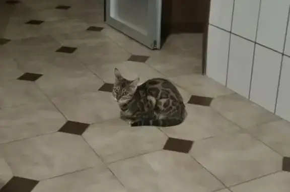 Gato encontrado Burriana, foto: Gato encontrado, Carrer del Burgà, Burriana — bengalí