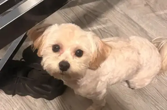 Missing dog St. Louis, photo: Lost female dog, Huntington Drive, 7417, St. Louis — white with pink ears and paws
