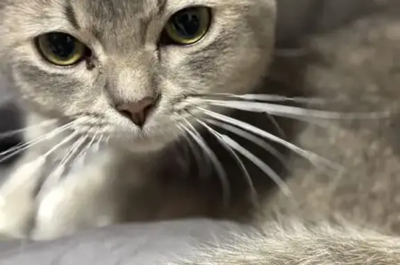 Missing cat Sengkang, photo: Lost cat, female, Singapore 310058, Sengkang — grey and small