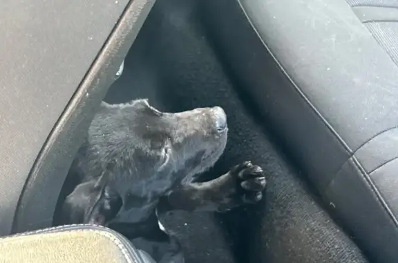 Found dog Arlington, photo: Found female dog, Forest Hills Drive, 701, Arlington — friendly puppy