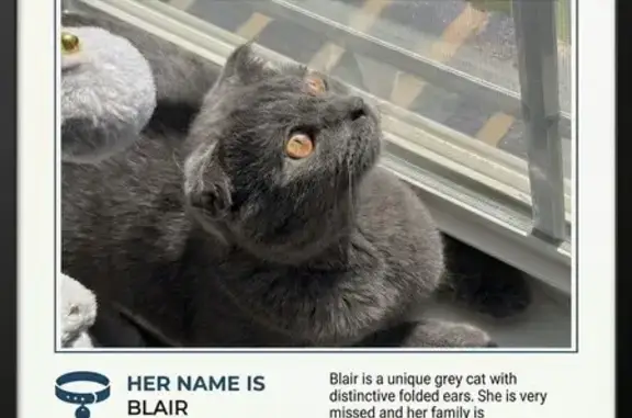Shes gray she has folded ears shes tiny