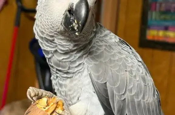 Lost Bird, Whaley Drive, 1201,...