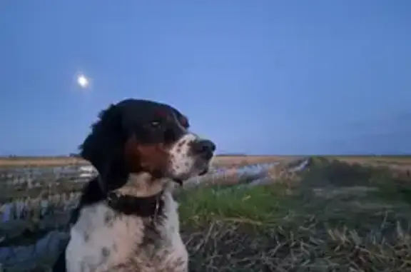 Perro perdido, Riudoms, Cataluña, Sama — se llama Chico y es miedoso - photo