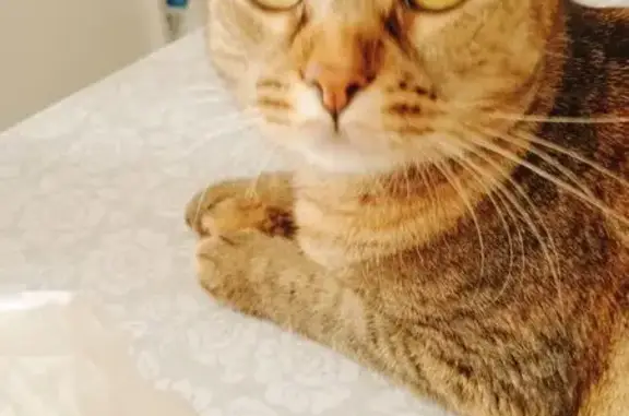 Gato perdido, Plaça Major, Olot — atigrado, marrón, gris y beige - photo