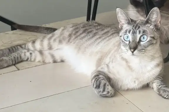 Gatos perdidos, Mairena del Aljarafe, foto: Gato perdido, Calle El Barrero, Bormujos, Mairena del Aljarafe — hembra atigrada de ojos azules