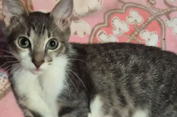 Missing cat Houston, photo: Lost male cat, Stafford, Texas, Houston — gray tabby with white legs and belly