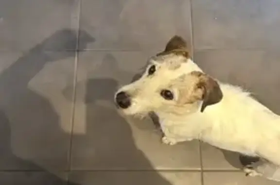 Lost dog, male, Chemin de Biel...
