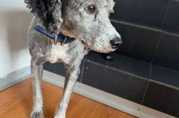 Encontrado perro hembra, Eje Vial 5 Sur, 29, Ciudad de México, Colonia Nativitas — mediana tipo poodle - photo
