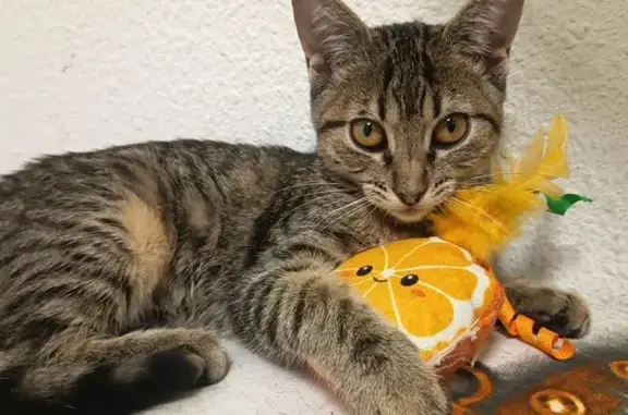 Gato encontrado Sevilla, foto: Gato encontrado, hembra, Calle la Puebla del Río, 1, Sevilla — muy mansa