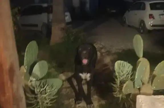 Perro encontrado Ibiza, foto: Perro encontrado, Diseminado Creu des Magres, 23094, Ibiza — grande y amistoso