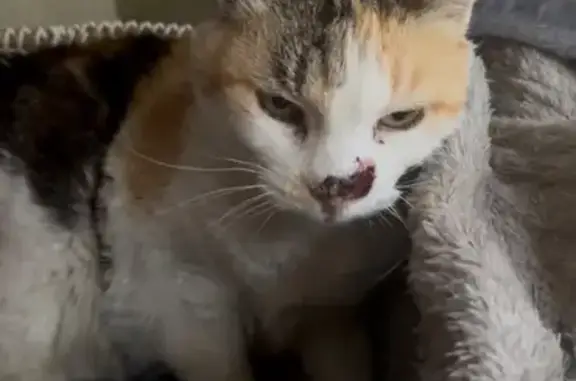 Lost pets Sydney, photo: Lost cat, Springfield Road, Canterbury-Bankstown Council, Sydney — female with a visible nose wound