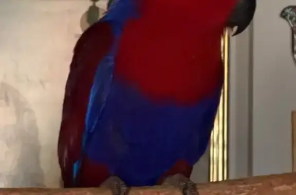 Lost pets Liverpool, photo: Lost bird, Liverpool — female with red and blue colouring