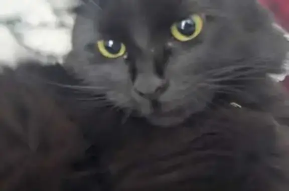 Gato perdido, hembra, Ciudad de México, Ciudad de México, Cancun — collar rojo - photo